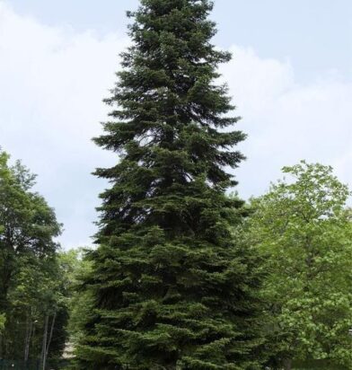 6604eae000a00edec7993f2d_WhatsApp Image 2024-03-27 at 11.55.05 PM-p-500