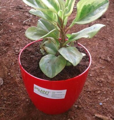 660559b1d1b3c3906ec57cf9_WhatsApp Image 2024-03-28 at 17.07.15_e2c984bb-p-500