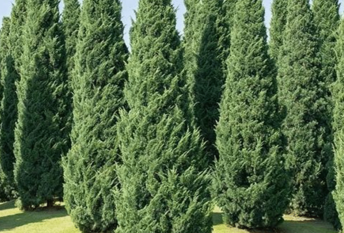 Untitled design (29)