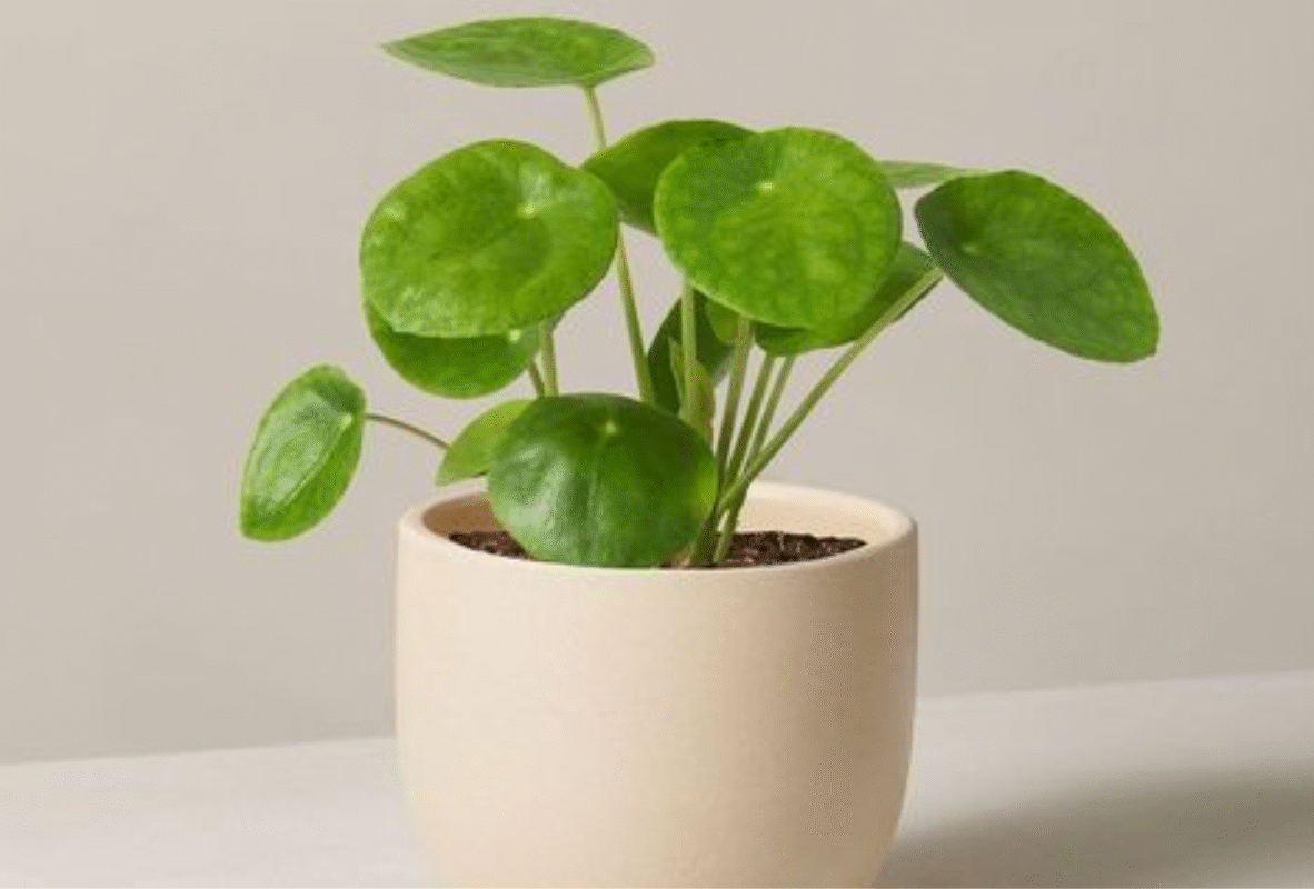 Untitled design (30)