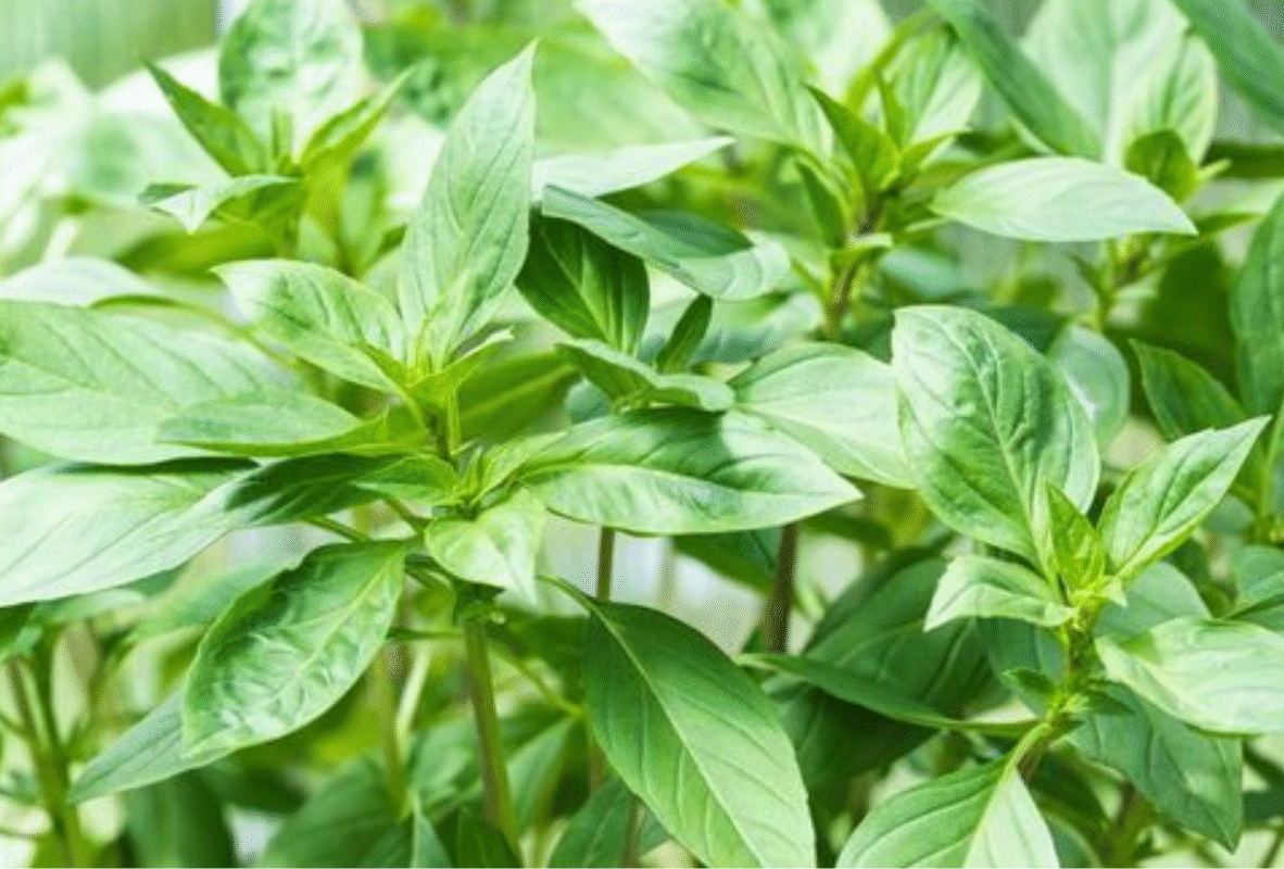 Untitled design (16)